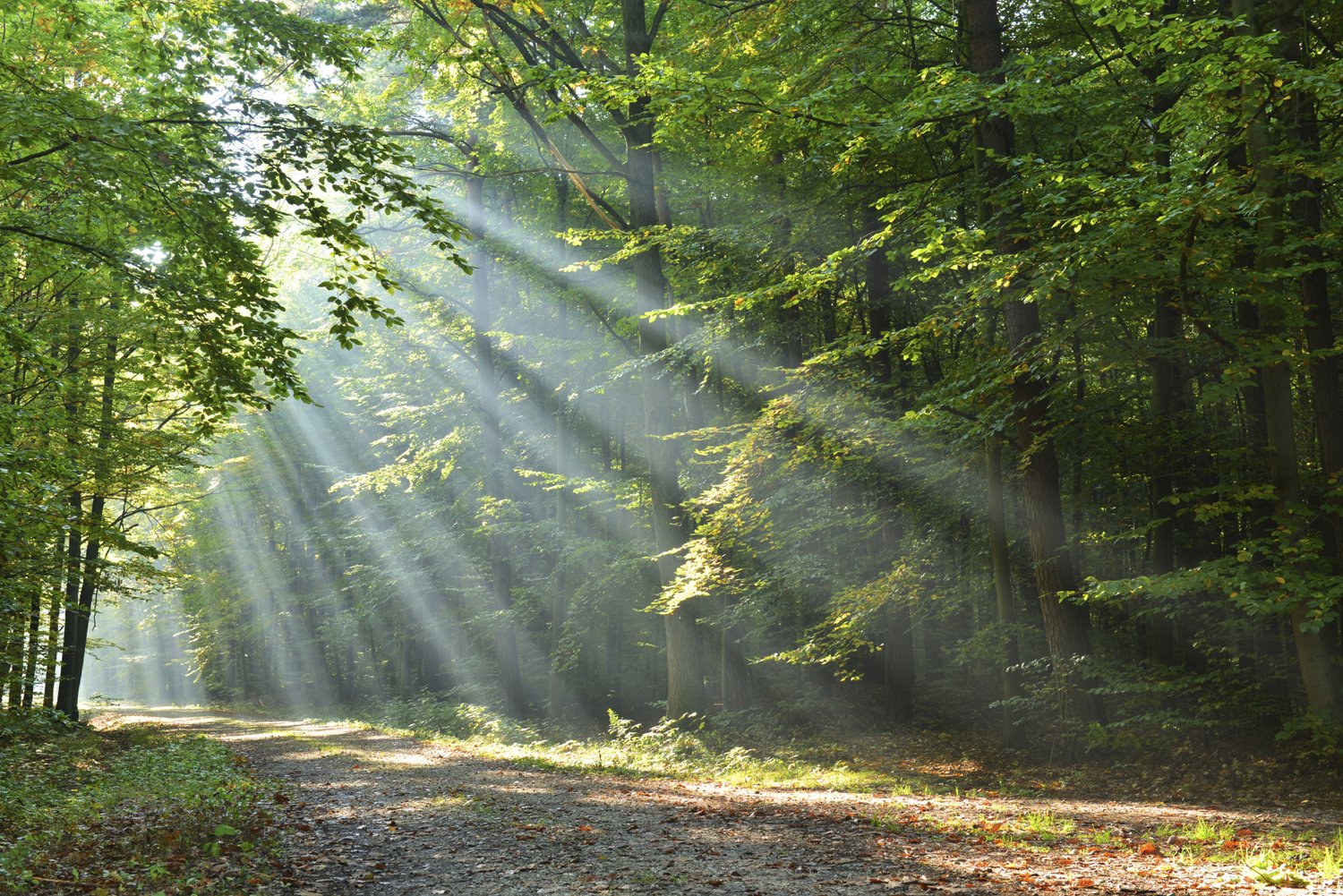 Sunlight through a forest path